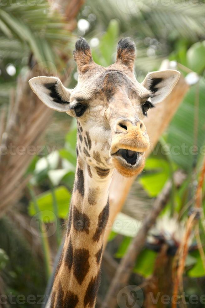 giraffa che parla divertente foto