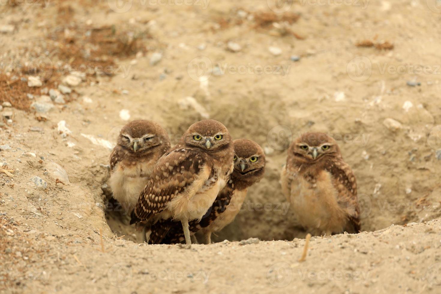 scavando giovani gufi nel sud della California nel loro habitat selvaggio foto