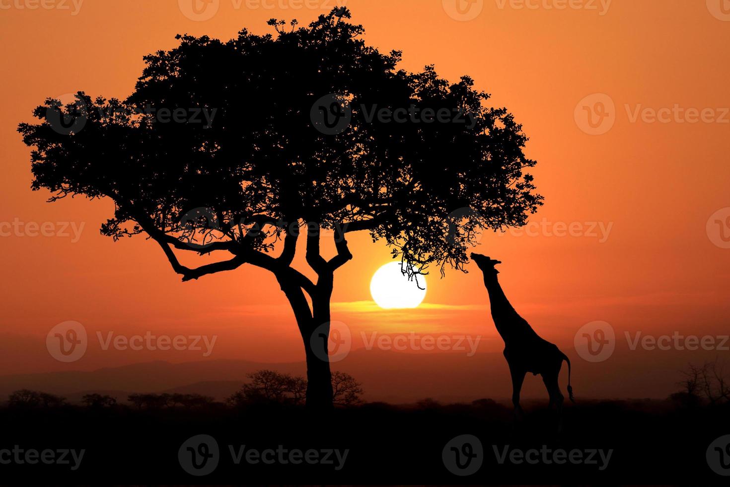 grandi giraffe sudafricane al tramonto in africa foto