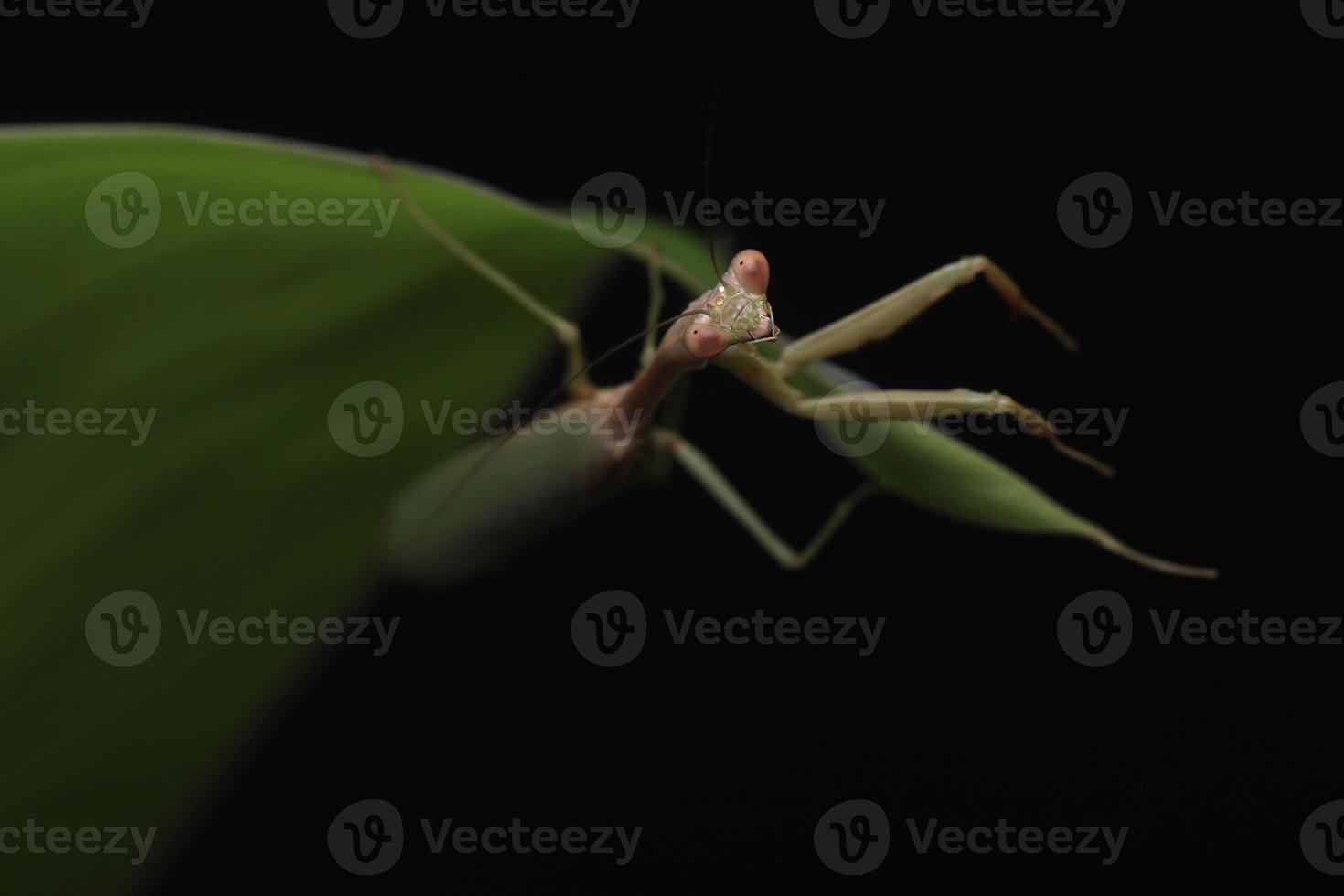 mantide religiosa verde su sfondo nero foto