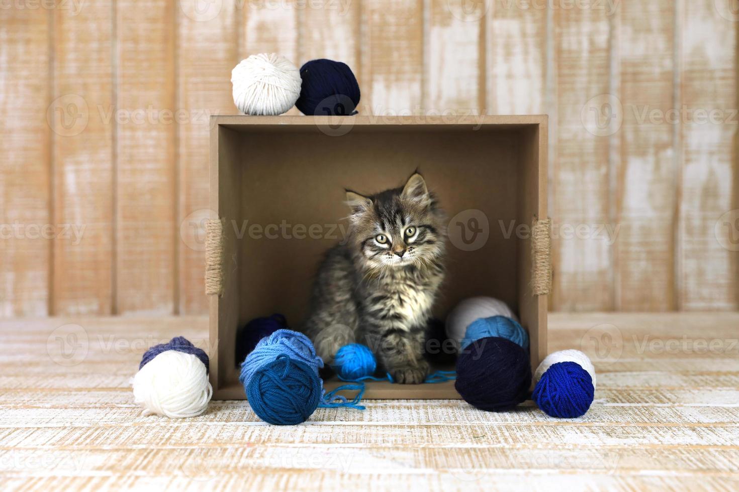 gattino in una scatola di filato blu e bianco foto