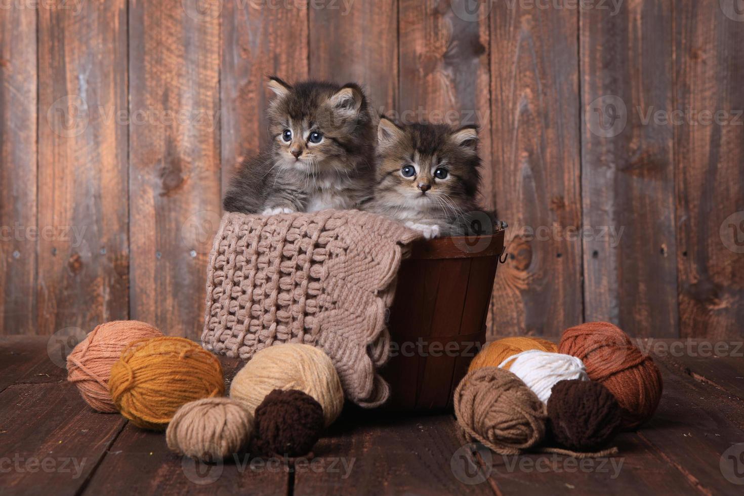 gattini con gomitoli di lana in studio foto