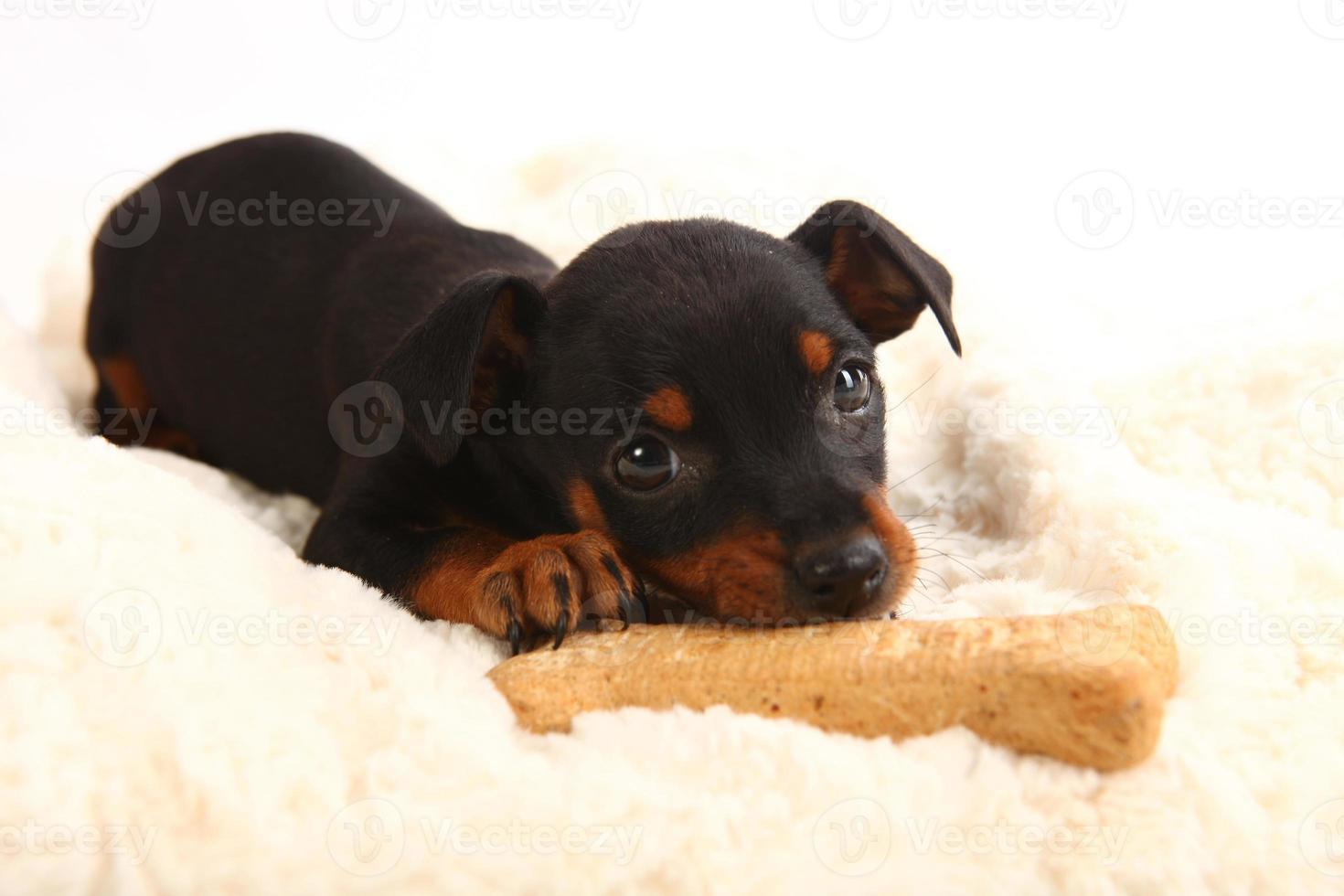 cucciolo di cane pinsher giocattolo in miniatura doberman foto