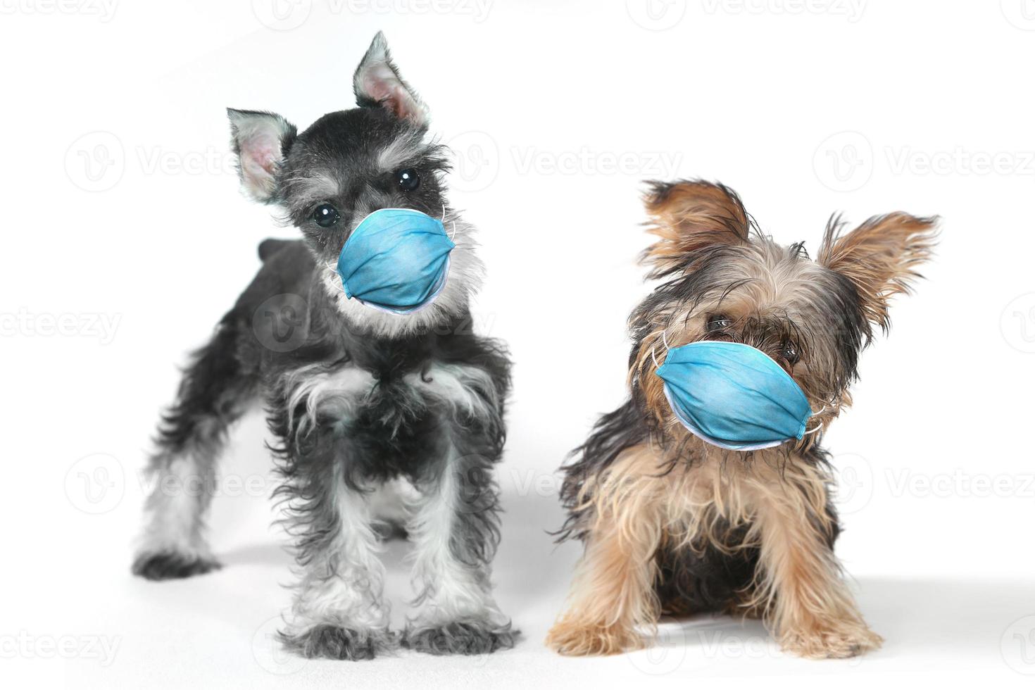 Yorkshire terrier e cucciolo di schnauzer che indossano la maschera dpi foto