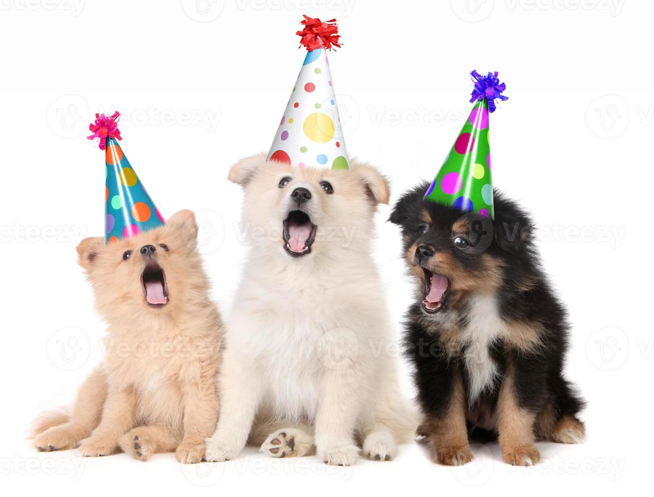 cuccioli che cantano una canzone di buon compleanno foto