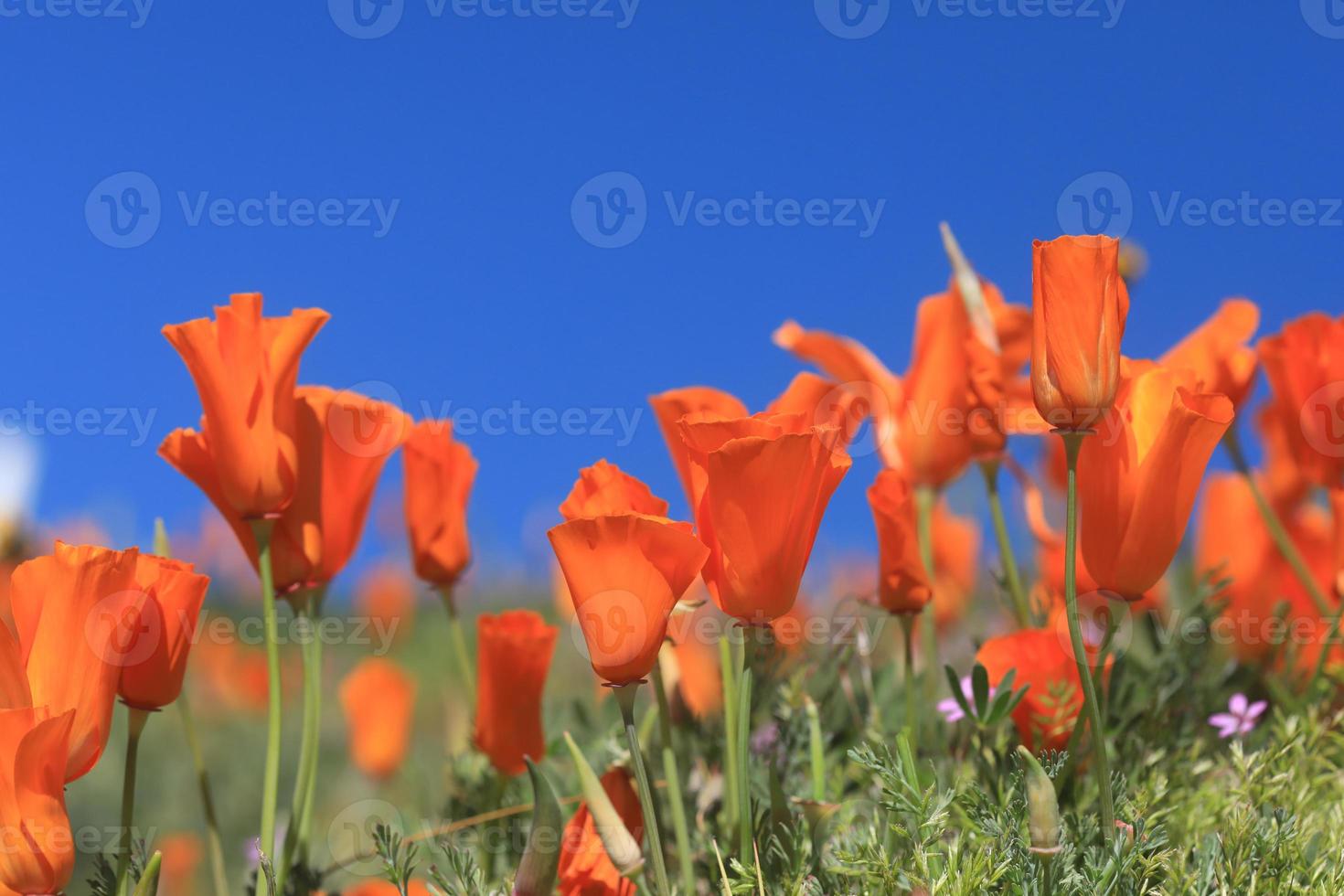 sfondo di papaveri in pieno sole con profondità di campo foto