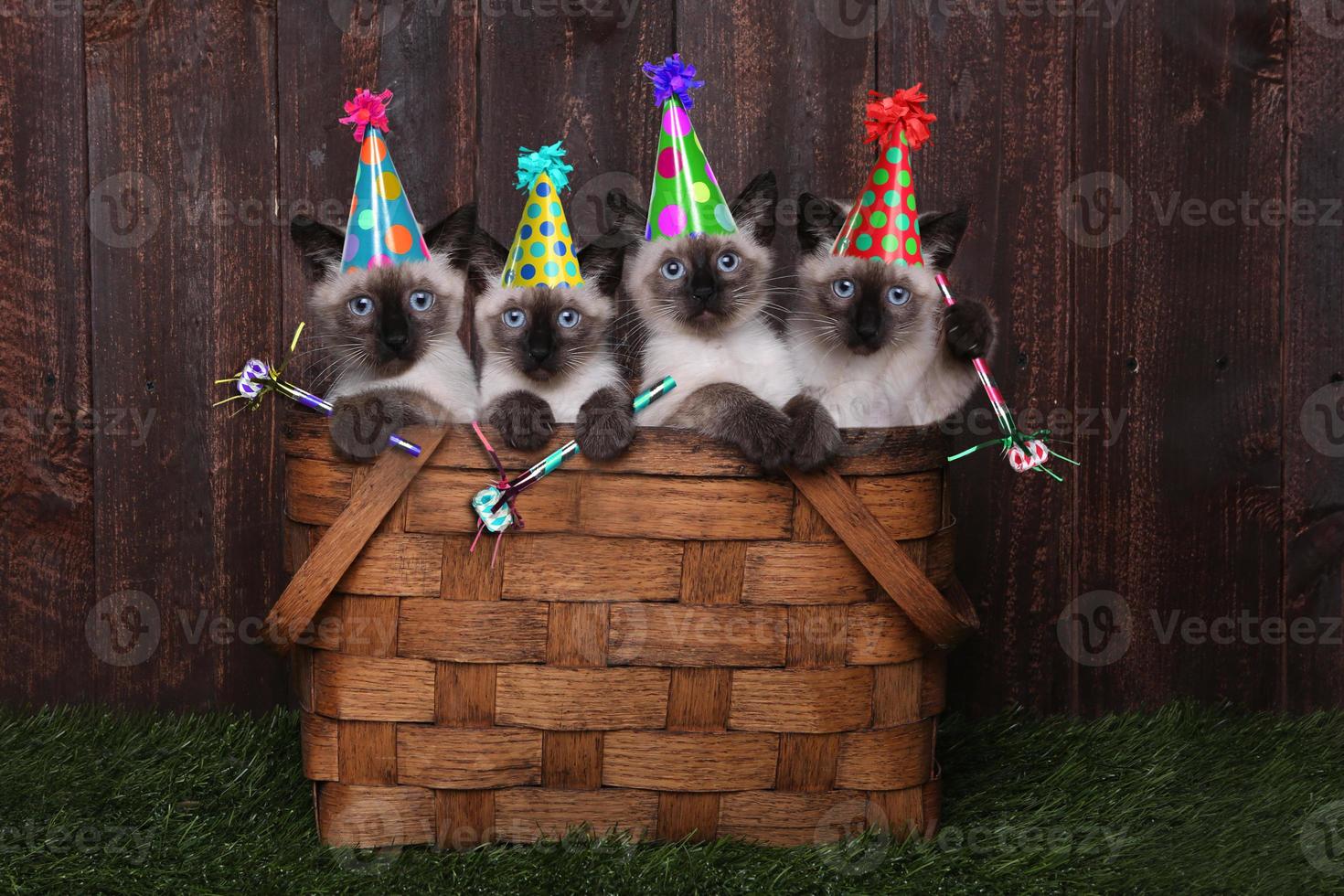 gattini siamesi che festeggiano un compleanno con i cappelli foto