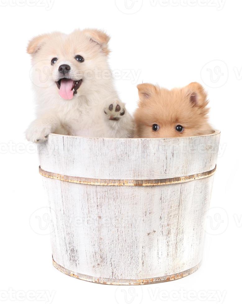 cuccioli che giocano su uno sfondo bianco foto