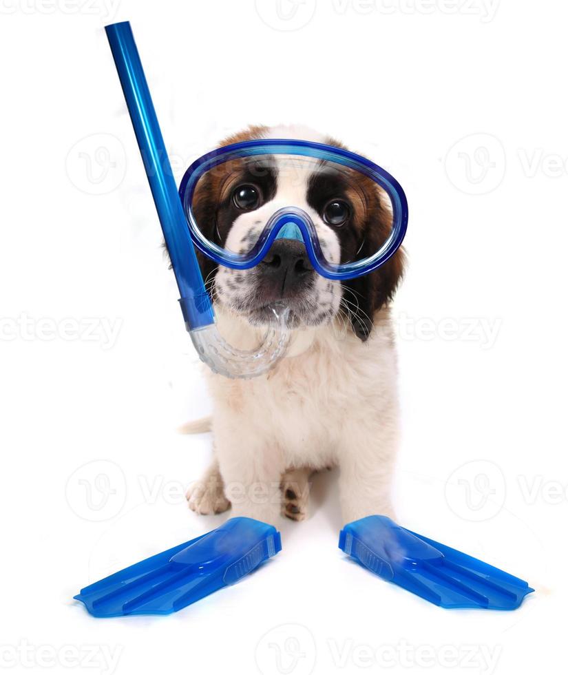 cucciolo che indossa attrezzatura da snorkeling su sfondo bianco foto