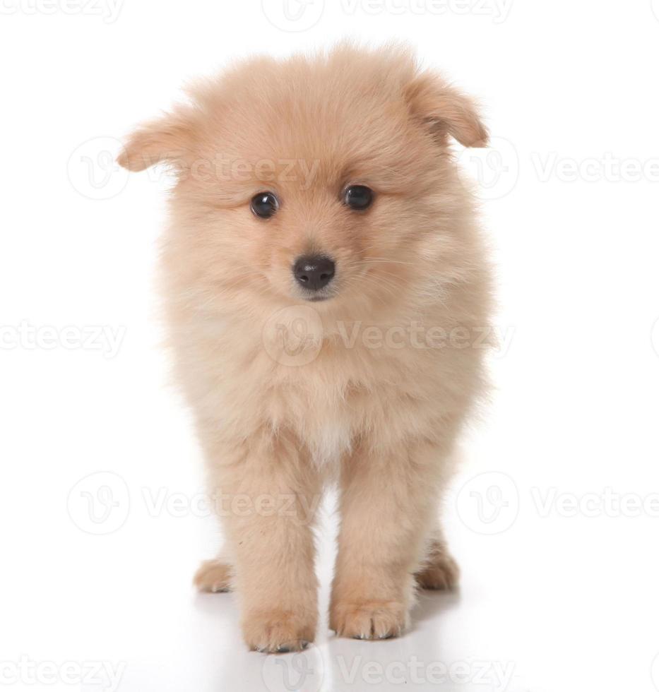 dolce cucciolo di pomerania color marrone chiaro su bianco foto