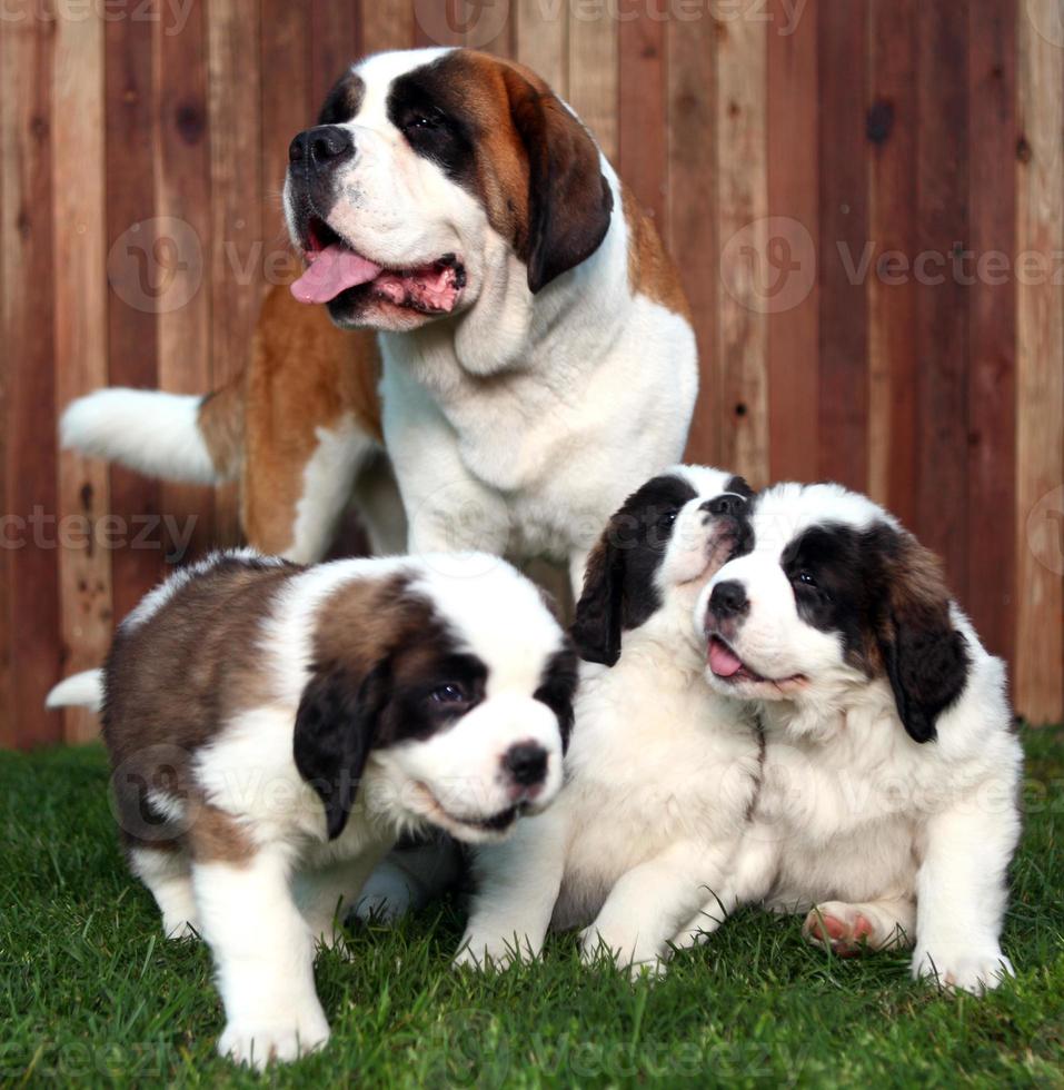 adorabili cuccioli di san bernardo foto