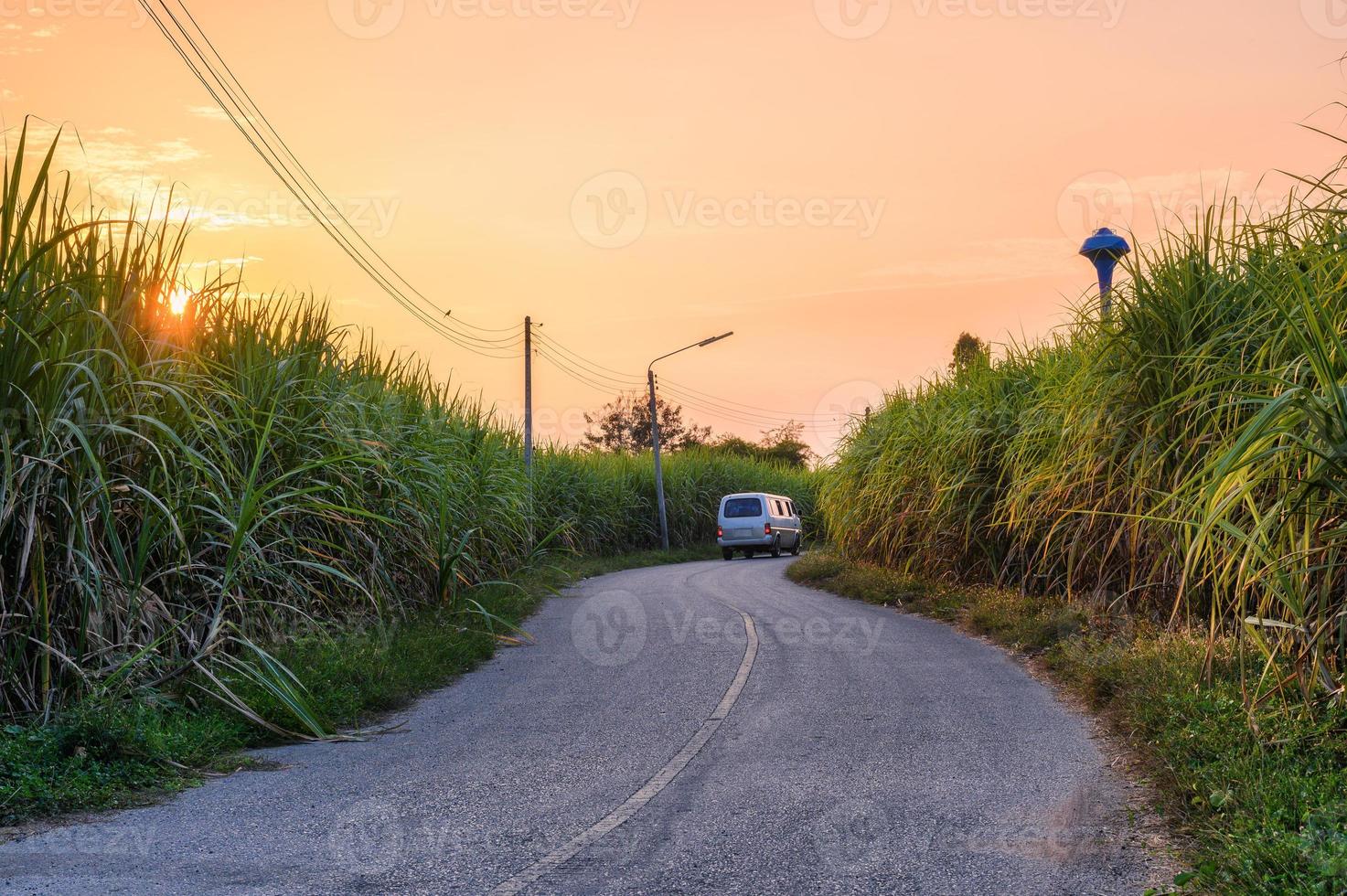 tramonto sulla piantagione di canna da zucchero con furgone che guida su strada asfaltata foto