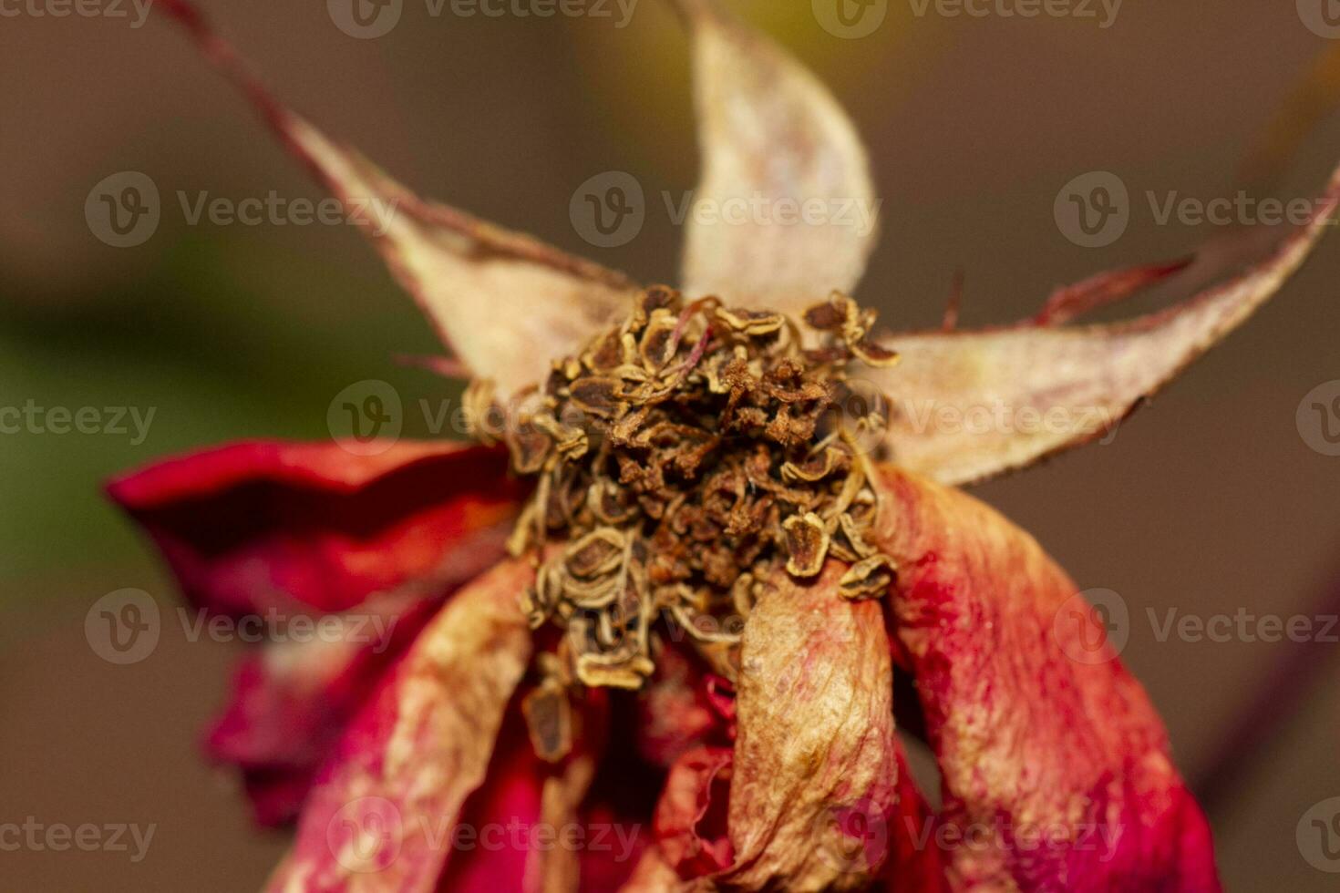 secco rosa nel un' siepe. alto qualità foto