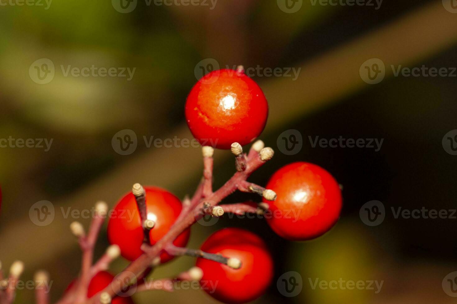 rosso frutti di bosco su arbusto. alto qualità foto
