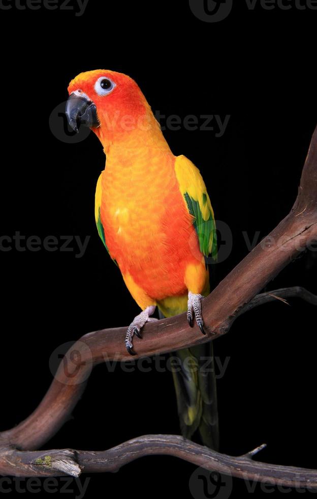 pappagallo conuro del sole curioso che guarda avanti foto