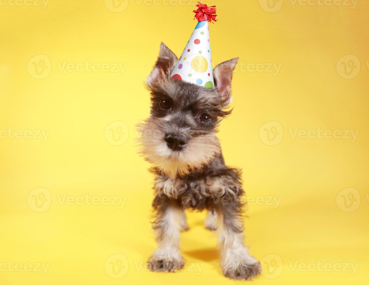 piccolo cucciolo di cane schnauzer in miniatura foto
