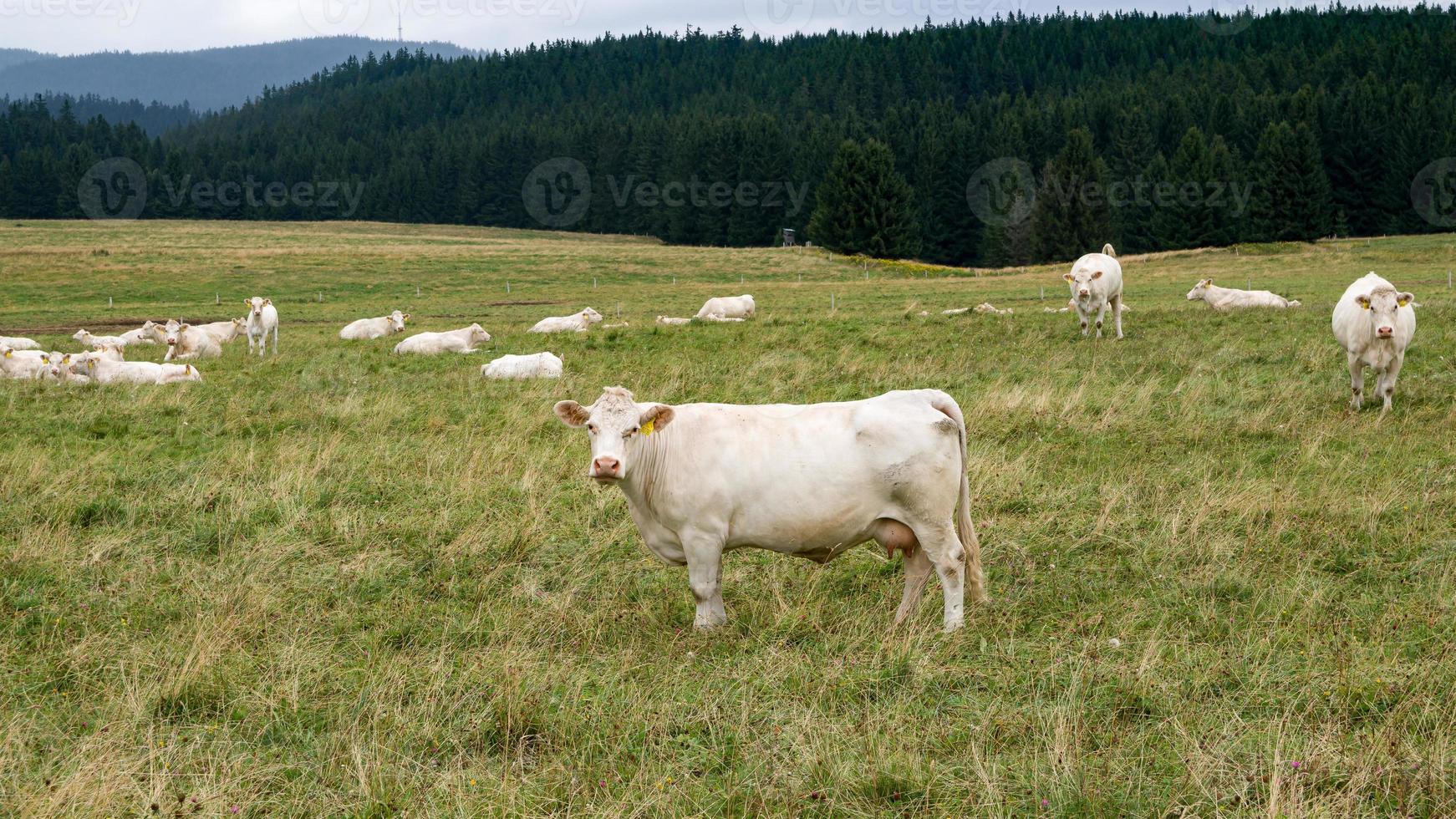 una mucca curiosa mi fissa mentre vado alle terme foto