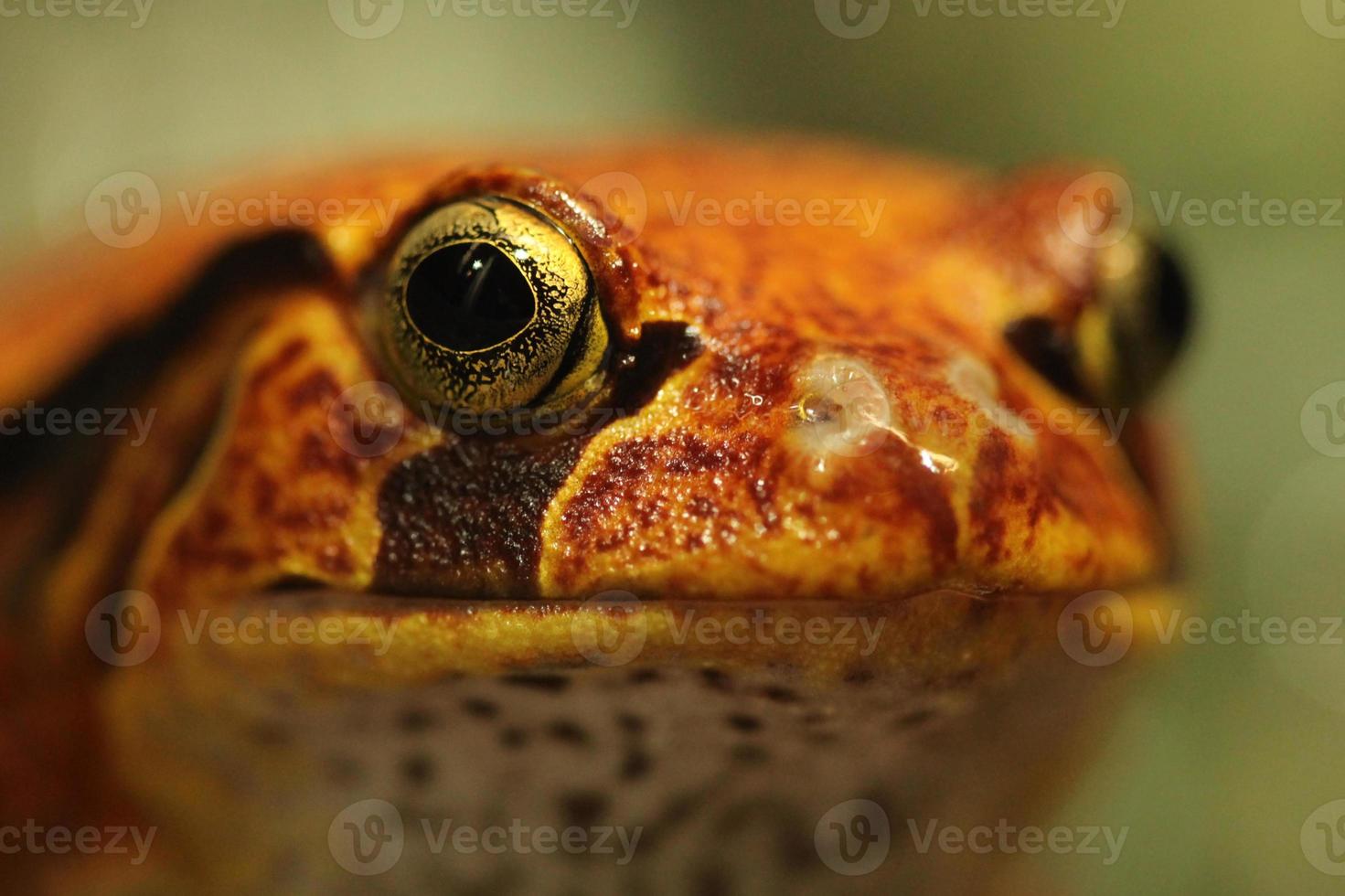 pomodoro rana dyscophus guineti primo piano del viso foto