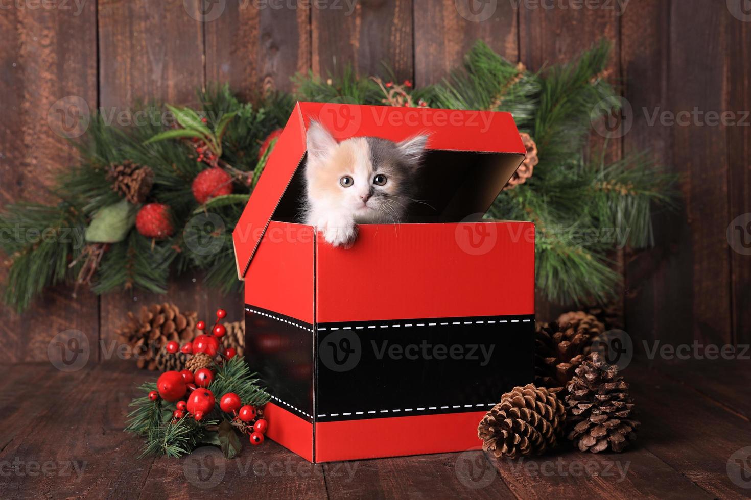 gattino per le vacanze di natale in una confezione regalo di babbo natale foto