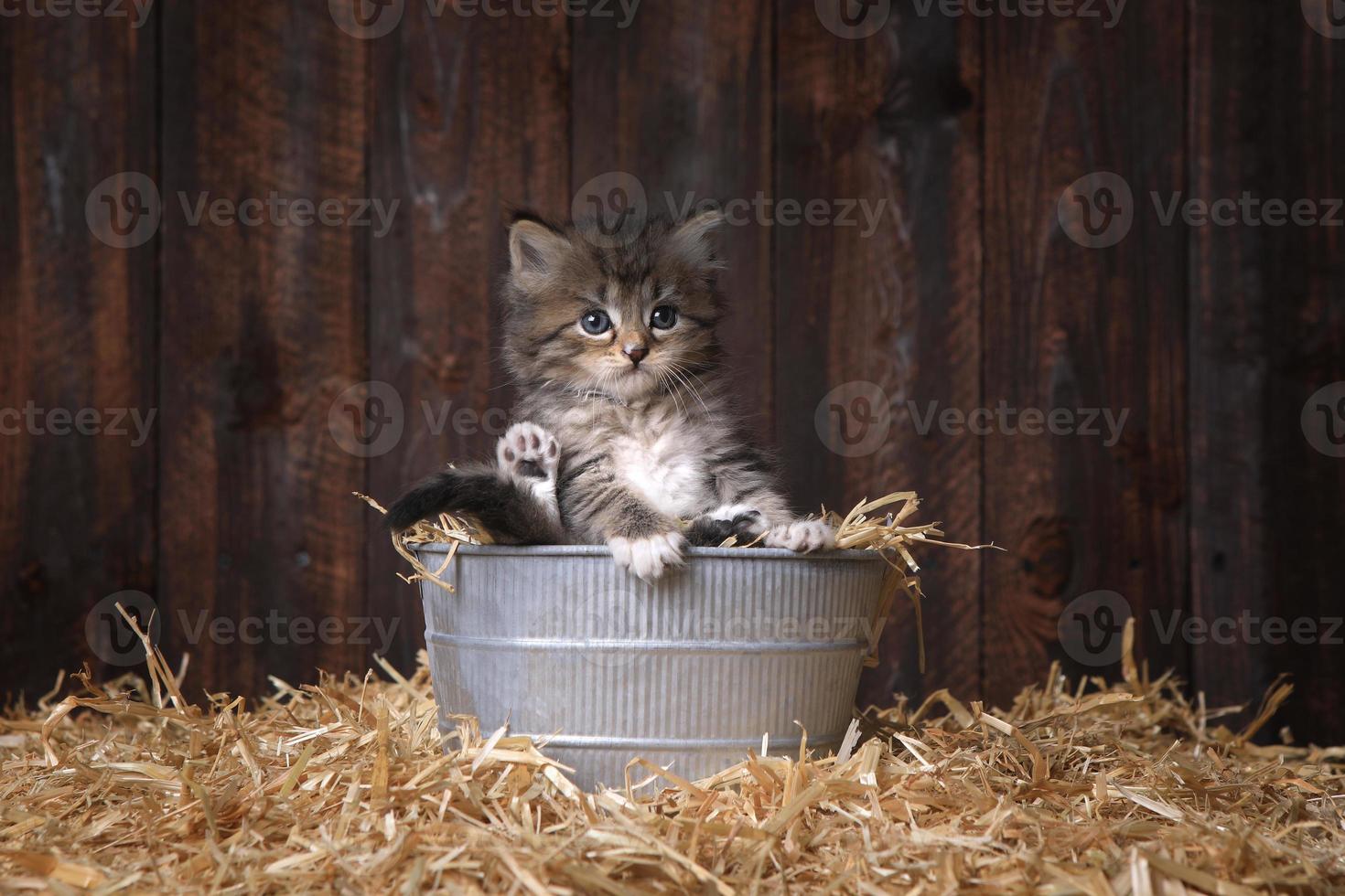 simpatico gattino con paglia in un fienile foto