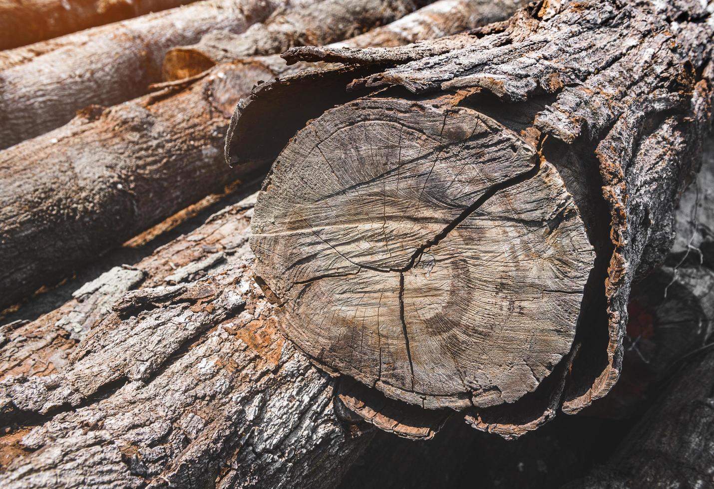 tronchi di legno accatastati di speranza odorata. foto