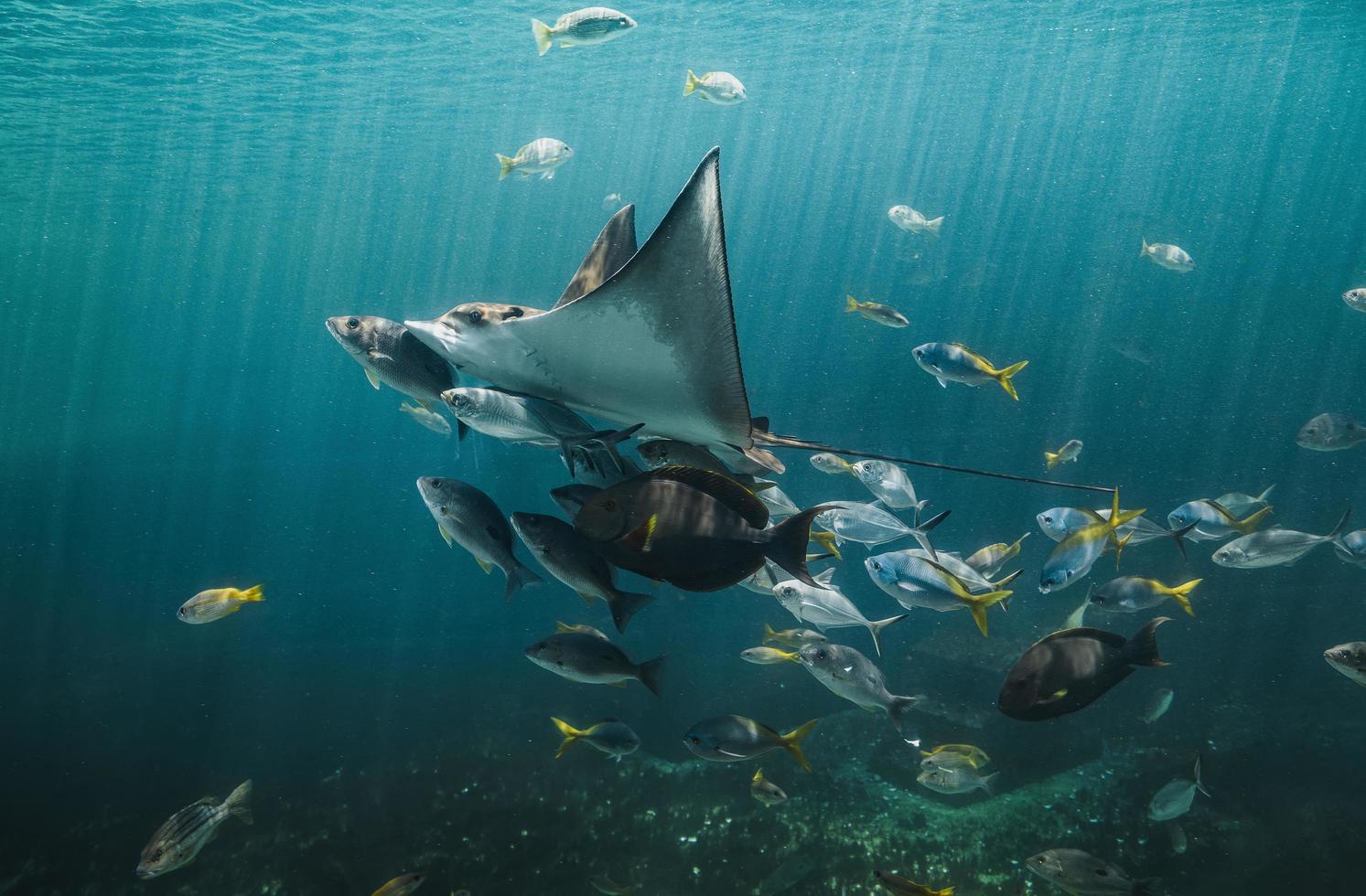 raggio d'aquila dal vivo e piccoli pesci che nuotano nel serbatoio dell'acquario. foto