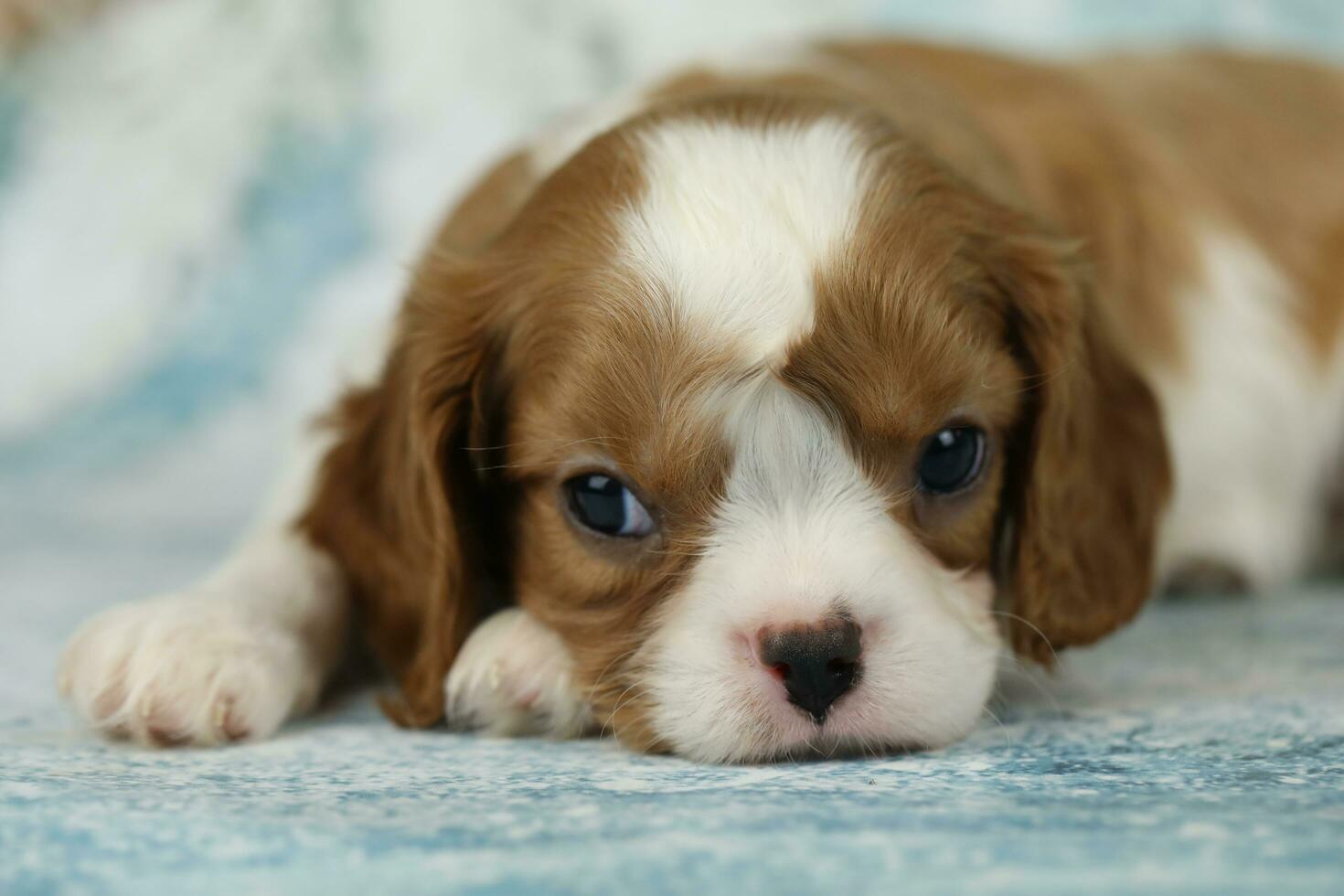 carino cavaliere re charles spaniel cucciolo su blu sfondo foto