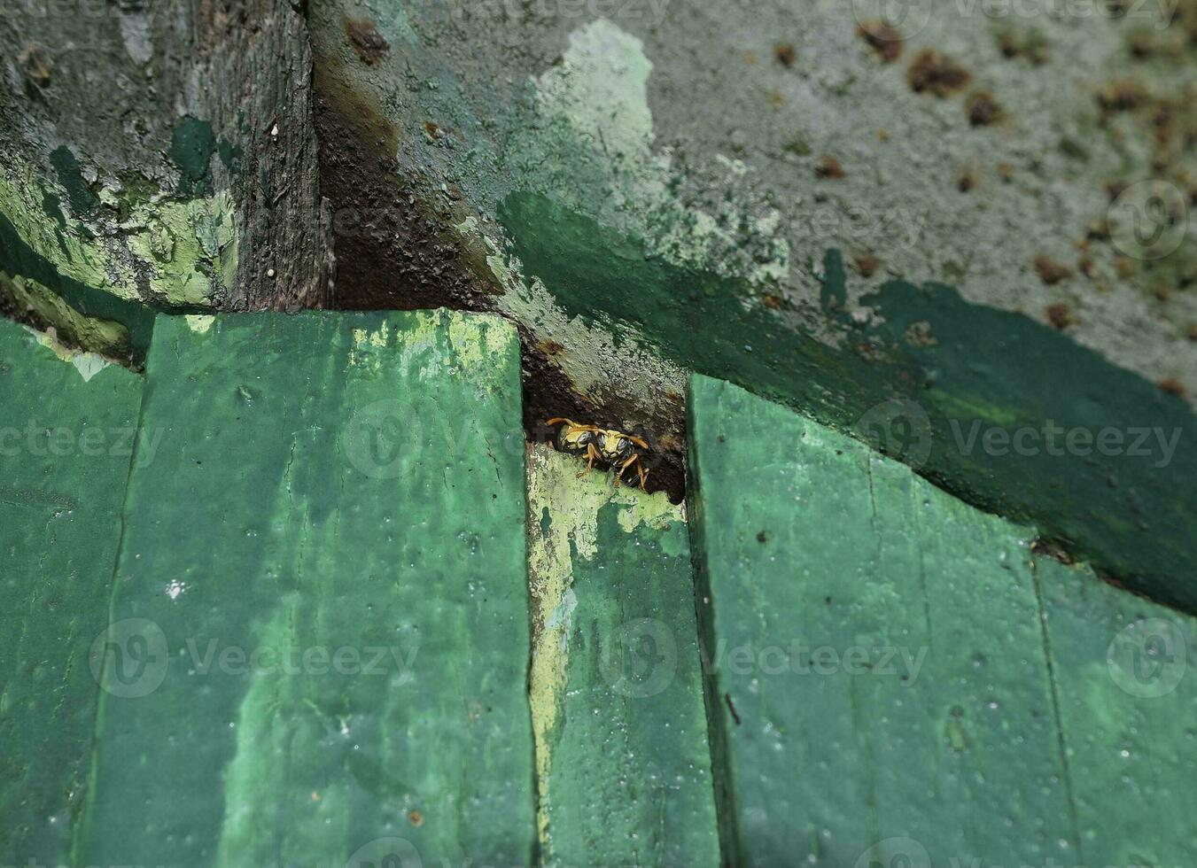 Due vespe Guarda su a partire dal il crepa nel il tetto. maschi di vespe. foto
