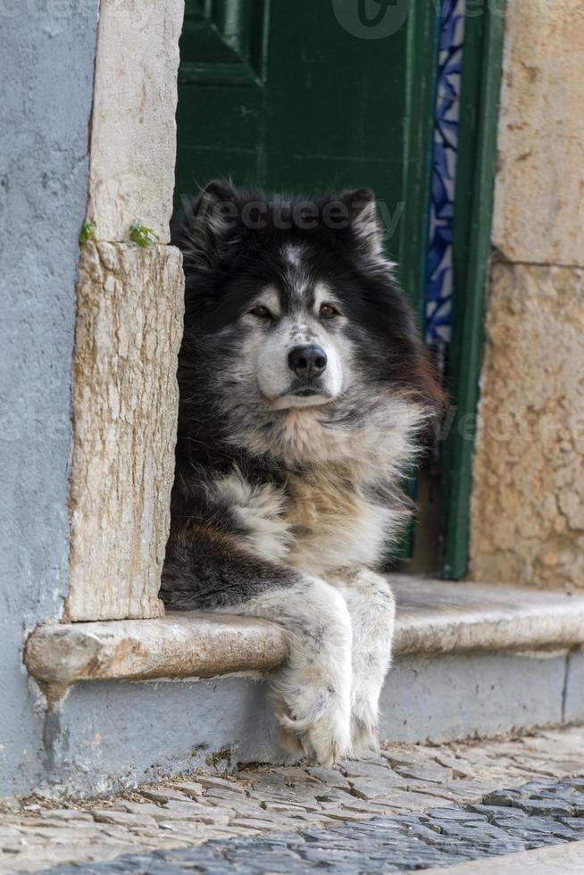 cane abbandonato in città foto