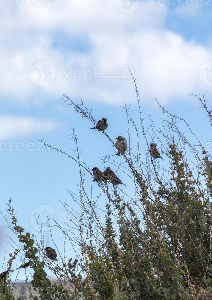 uccelli comuni di passero domestico su un arbusto foto