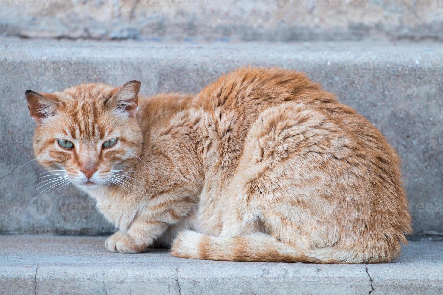 gatto arancione per strada foto