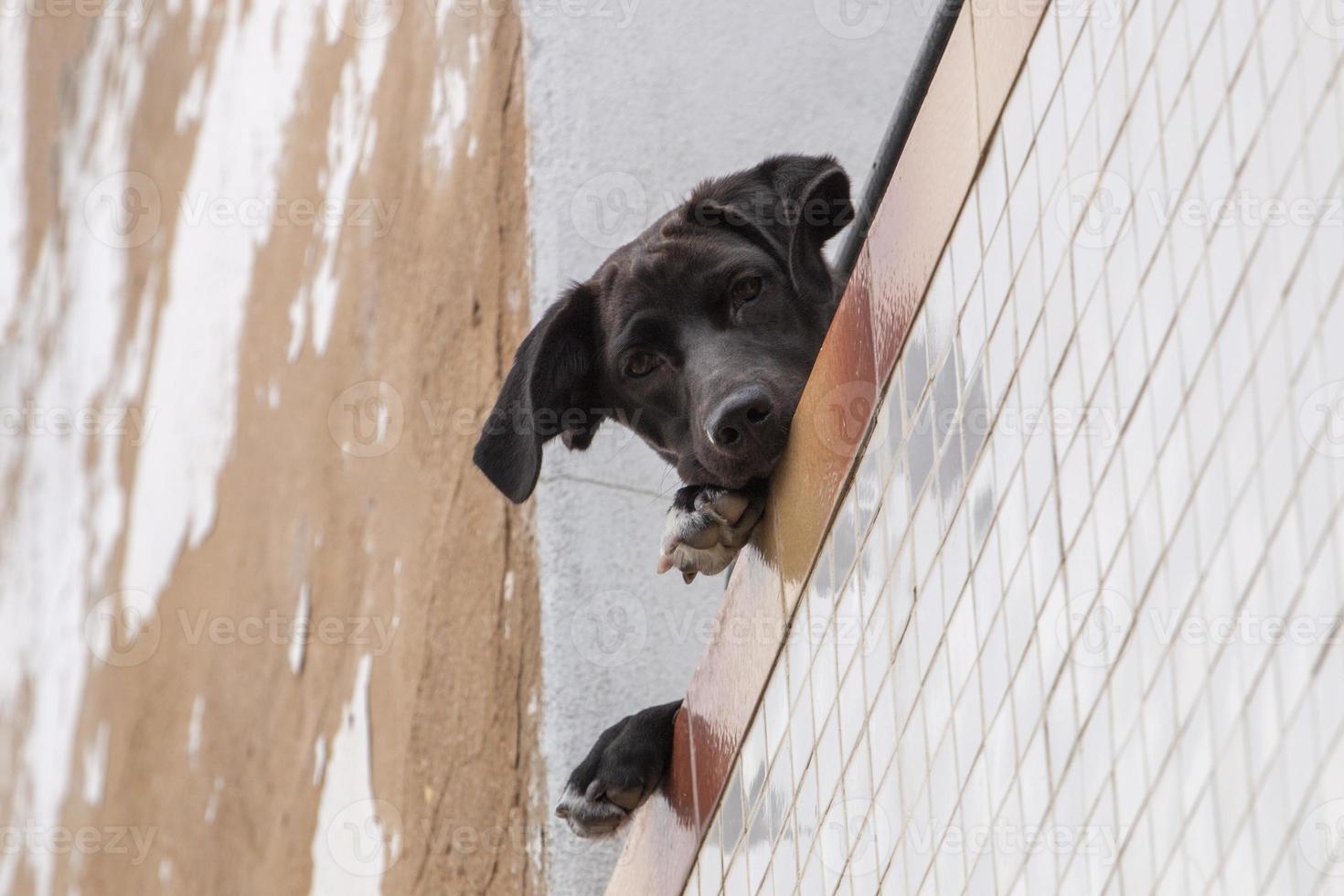 cane curioso sul balcone foto