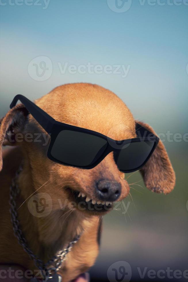 cane con un sorriso strano e occhiali scuri foto