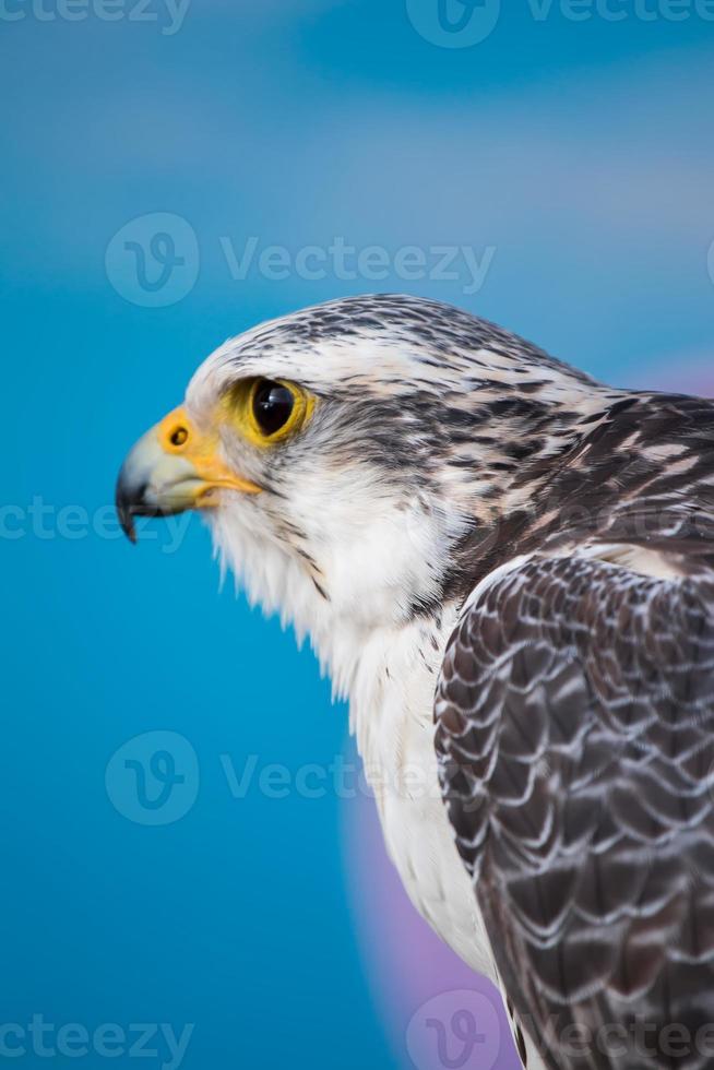 falco pellegrino rapace foto