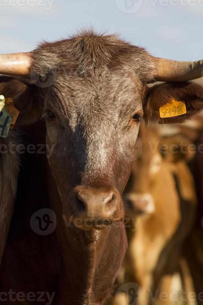 mucche marroni su terra arida foto