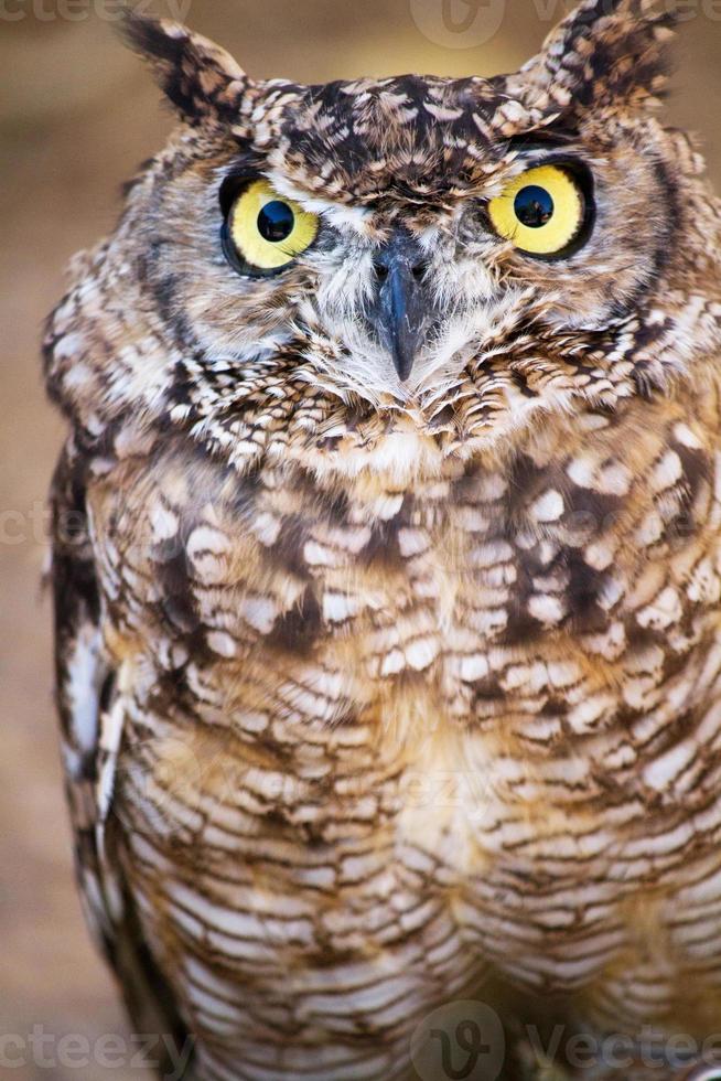 gufo reale maculato, bubo africanus foto