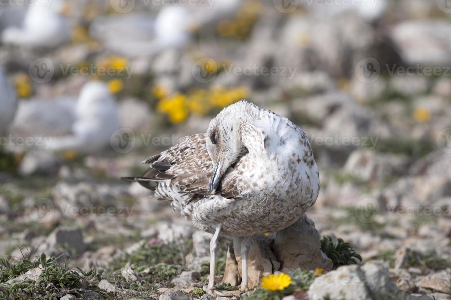 giovani gabbiani vicino alle scogliere foto