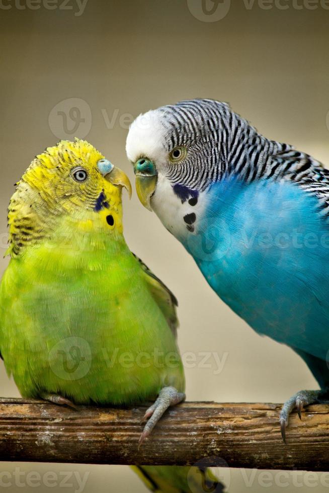 due pappagallini foto