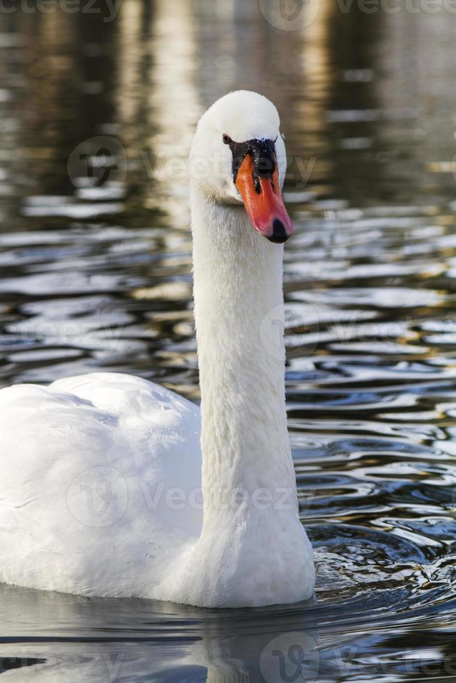 bellissimo cigno bianco che nuota nel lago foto