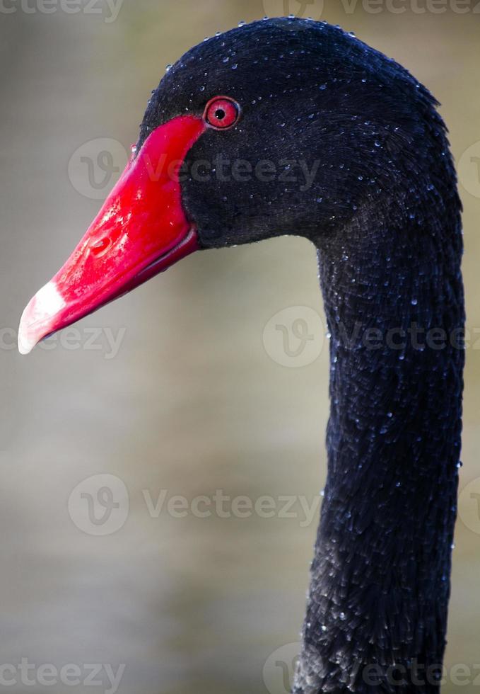 cigno nero, cygnus atratus foto