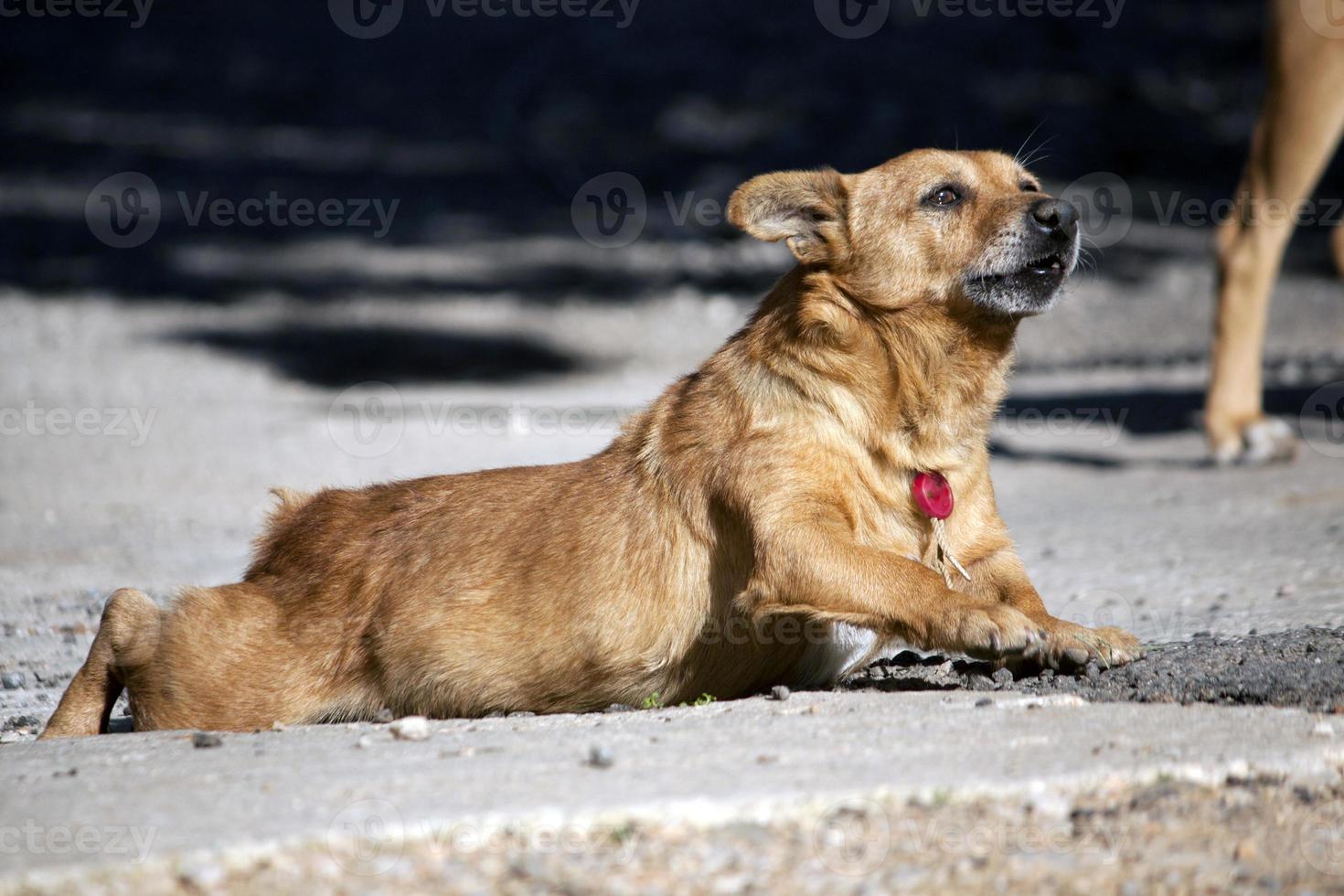 primo piano del cane domestico foto