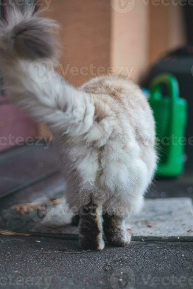 culo di un' carino ma burbero a quattro zampe creatura conosciuto come un' Casa gatto a piedi su il davanzale foto