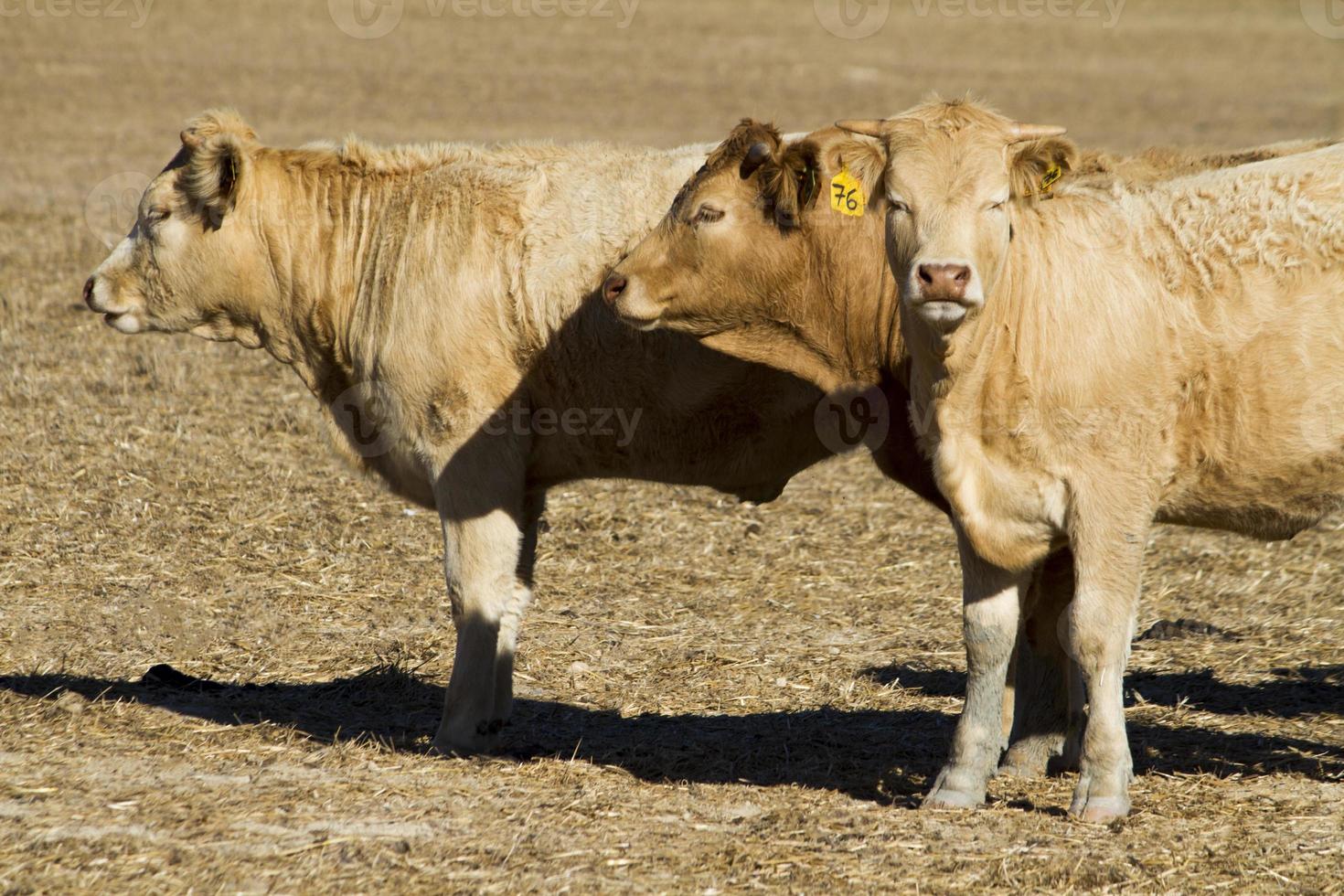 mucche marroni su terra arida foto