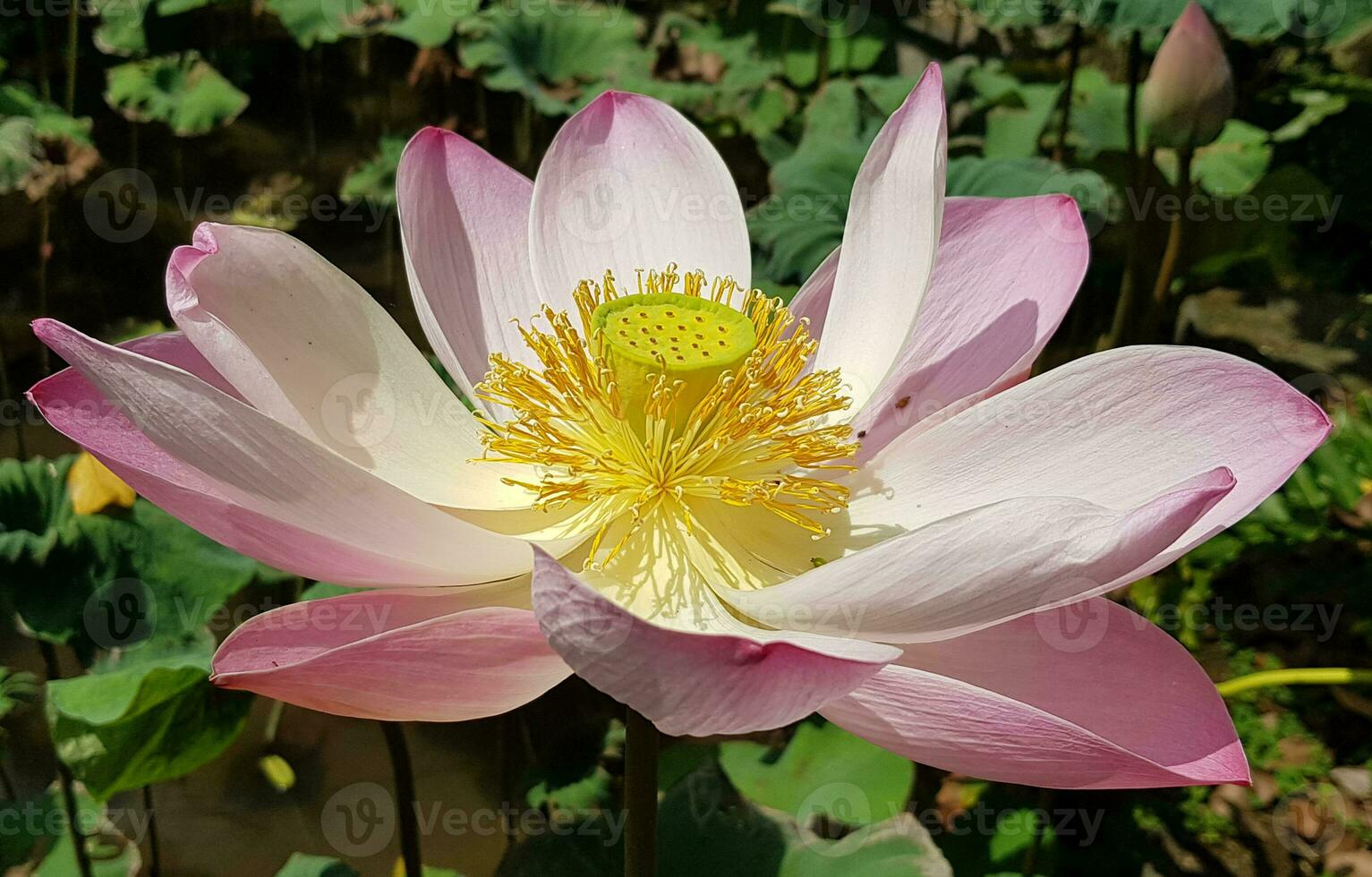 bella rosa ninfea o fiore di loto in stagno foto