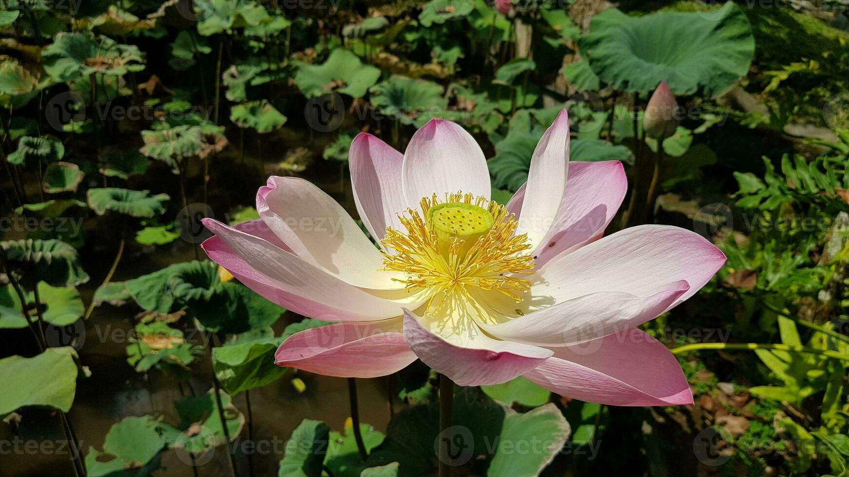 bella rosa ninfea o fiore di loto in stagno foto