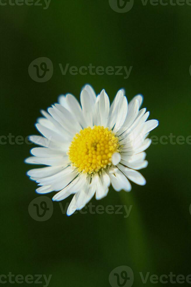 assoluto bellissimo margherita fiore fioritura nel il parco durante luce del sole di estate giorno foto