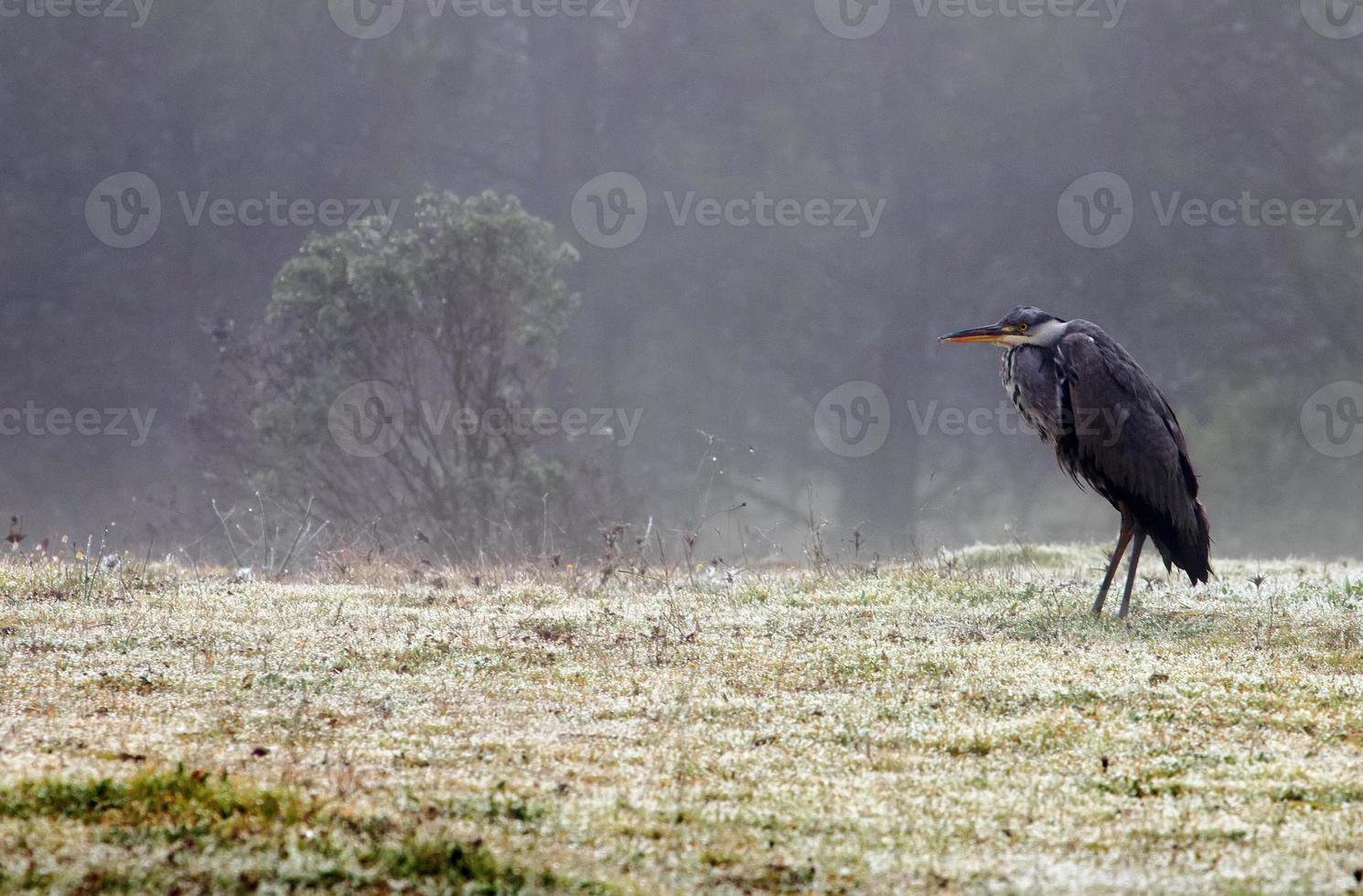 airone cenerino, ardea cinerea foto