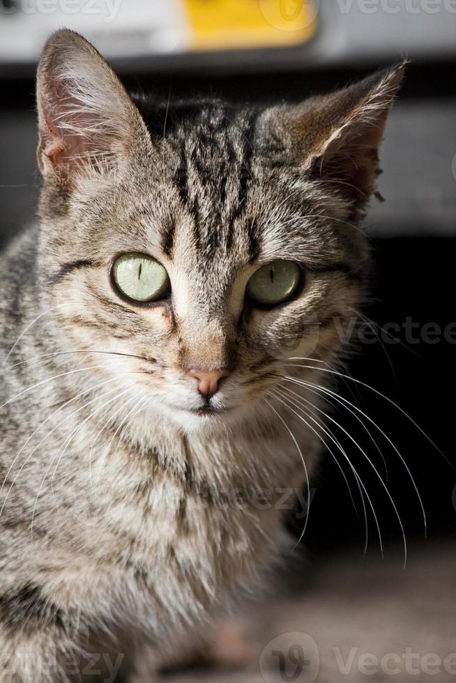 primo piano del gatto domestico foto