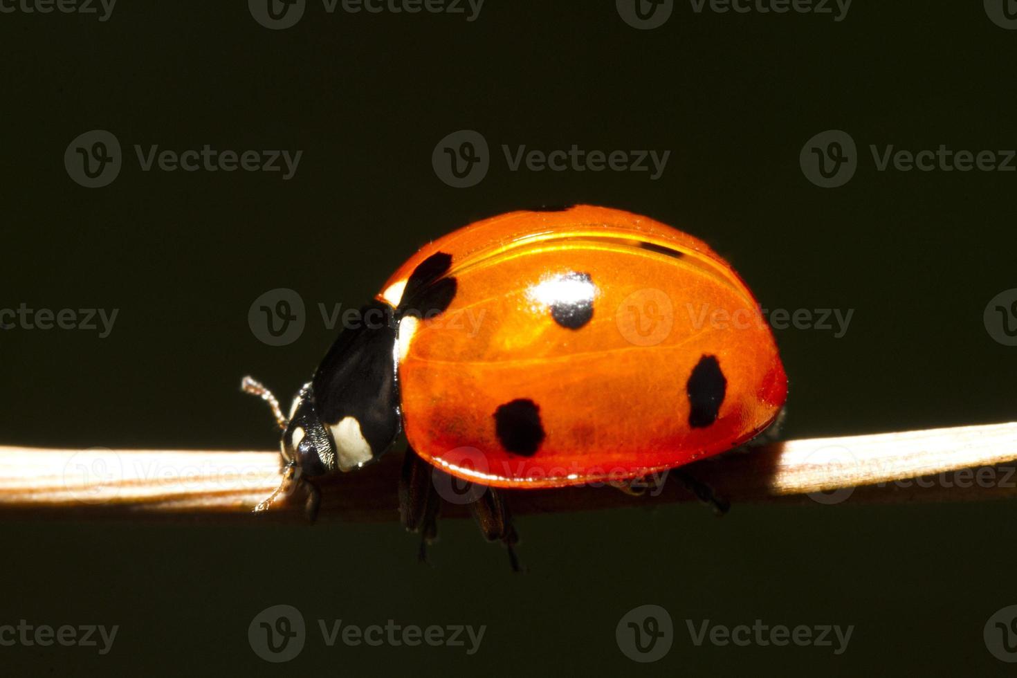 bellissimo insetto coccinella foto