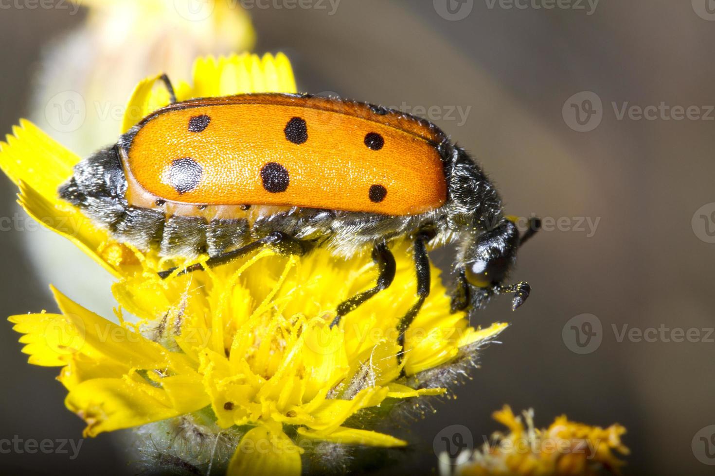 lachnaia sexpunctata insetto foto